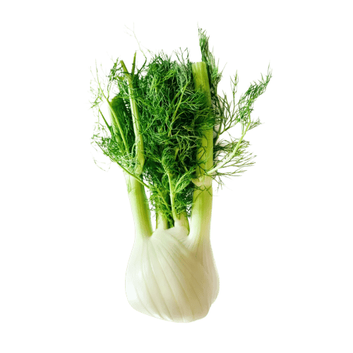 Fennel