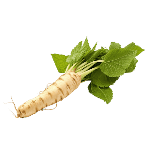 Horseradish