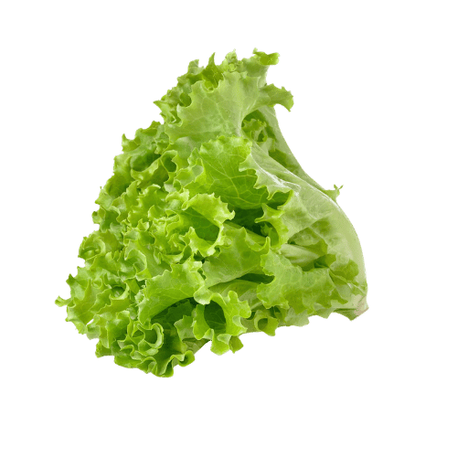 Lettuce