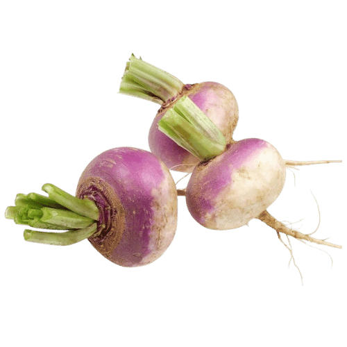 Turnip